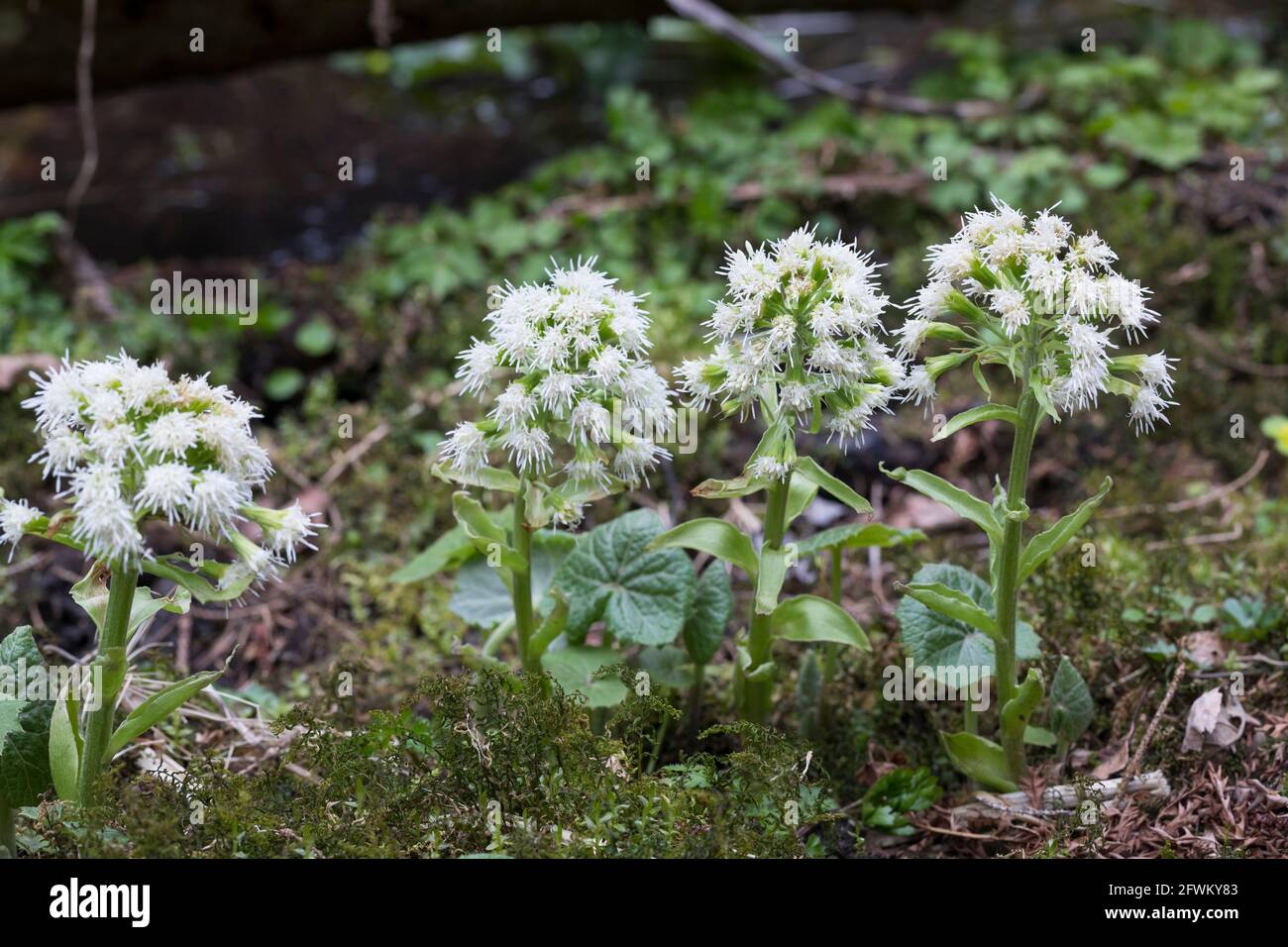 Weiße Pestwurz, Weisse Pestwurz, Pest-Wurz, Petasites albus, White Butterbur, Planta paraguas, Le pétasite blanc Foto de stock