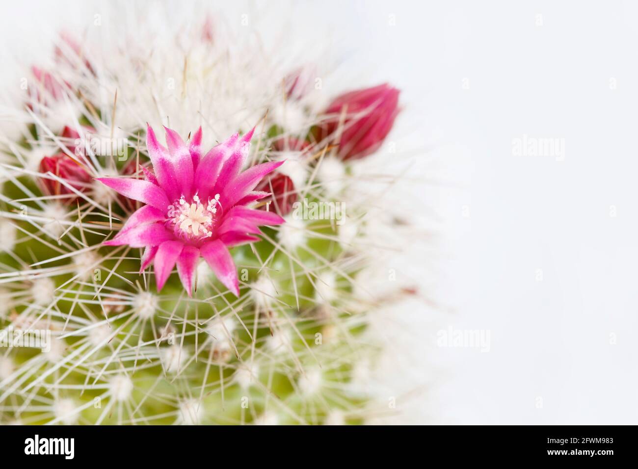Hermosa flor de cactus rosa. Flores diminutas entre espinas. Pasatiempo en el jardín Fotografía de stock - Alamy Hermosa flor de cactus rosa. Flores diminutas entre espinas. Pasatiempo en el jardín Fotografía de stock - Alamy