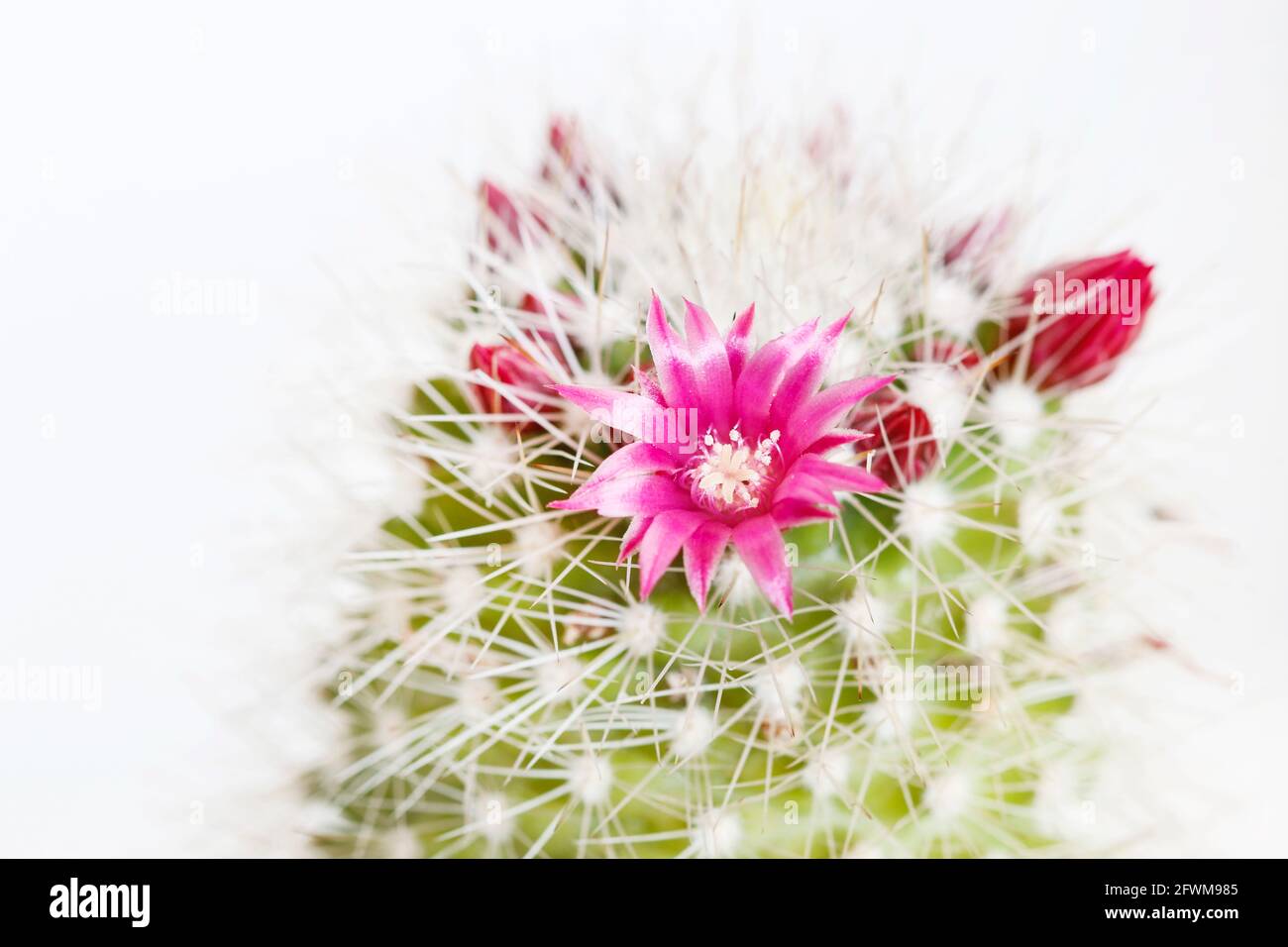 Hermosa flor de cactus rosa. Flores diminutas entre espinas. Pasatiempo en  el jardín Fotografía de stock - Alamy