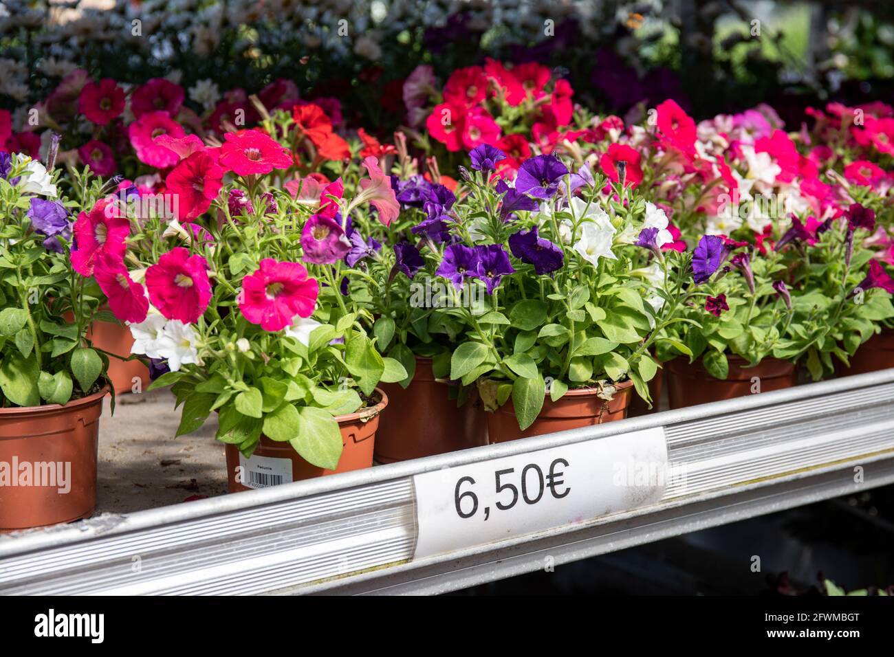 Petunias a la venta en la tienda de la planta o centro del jardín en zona del euro o zona del euro Foto de stock