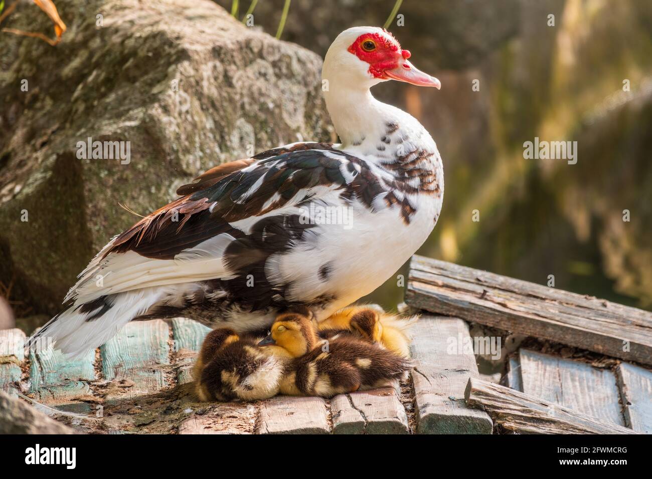 Pato blanco y negro con cabeza roja, el pato Muscovy, de pie en la orilla  del estanque con sus pequeños patos cute. El pato Muscovy, lat. Cairina  Fotografía de stock - Alamy