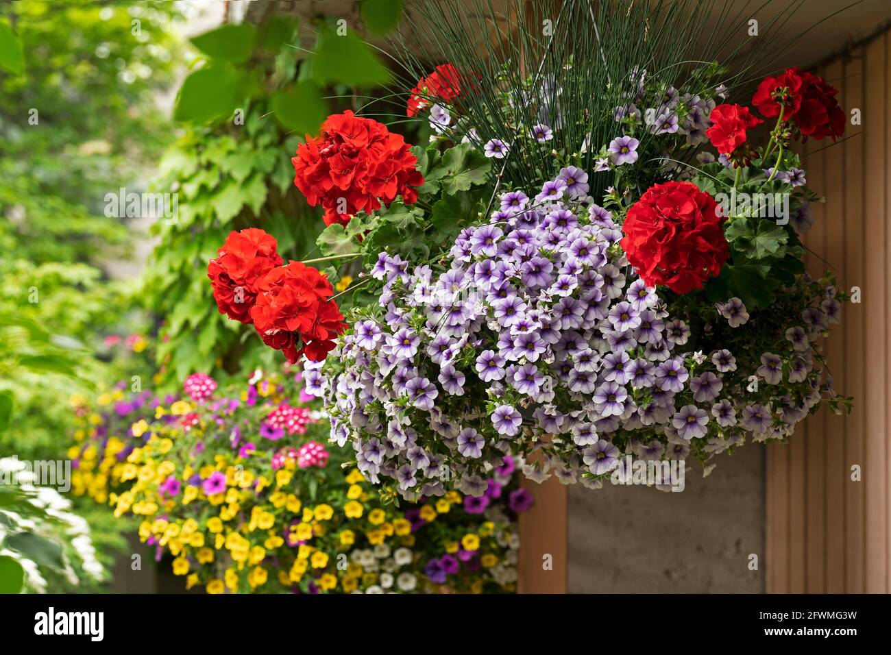 Petunias y geranios en un arreglo de la cesta colgante de flores, Petunia colgante, flores del geranio en primavera Foto de stock