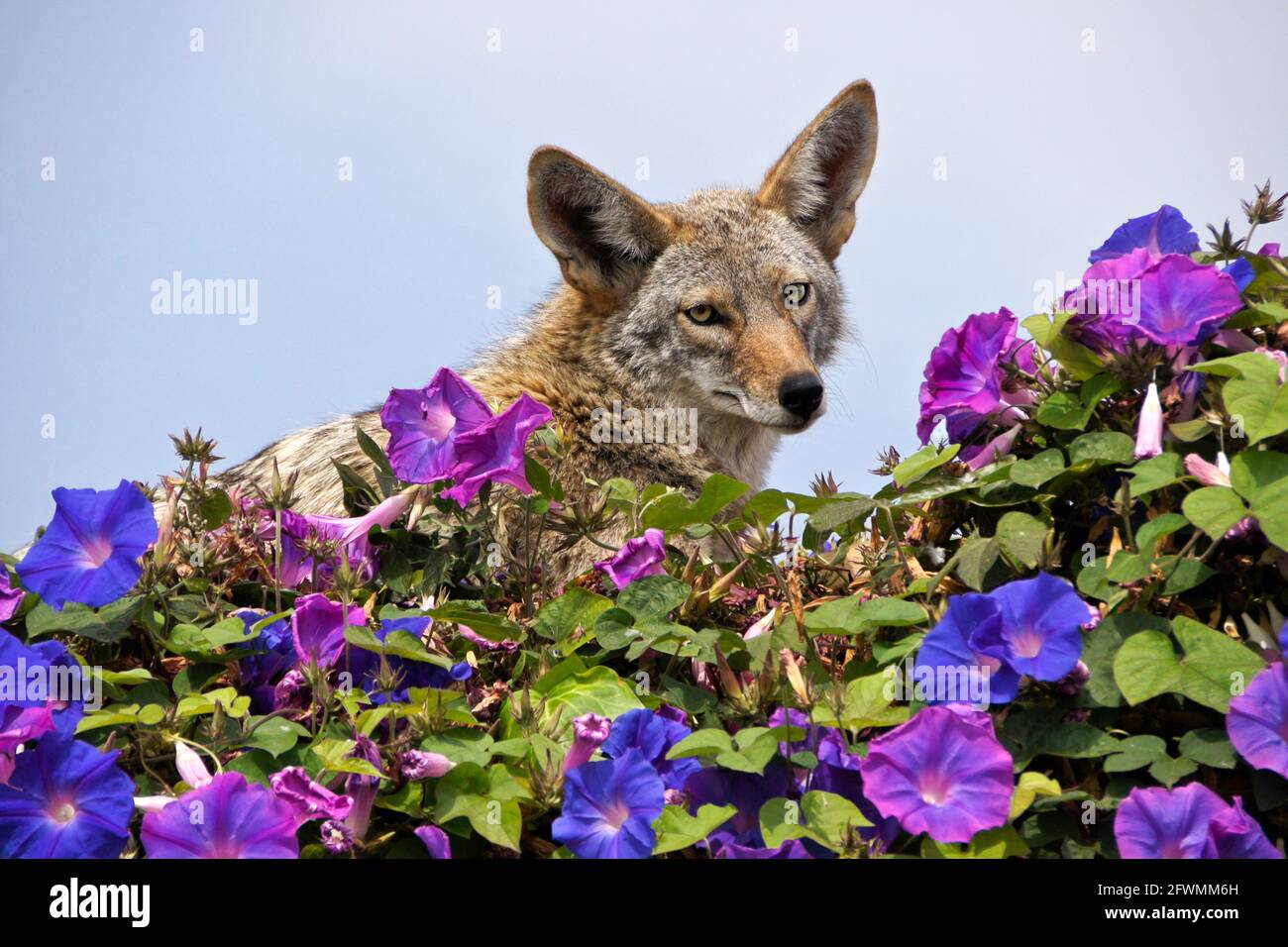 Coyote descansando en la parte superior de la pared cubierta de glorias matutinas, Huntington Beach, Condado de Orange, California Foto de stock