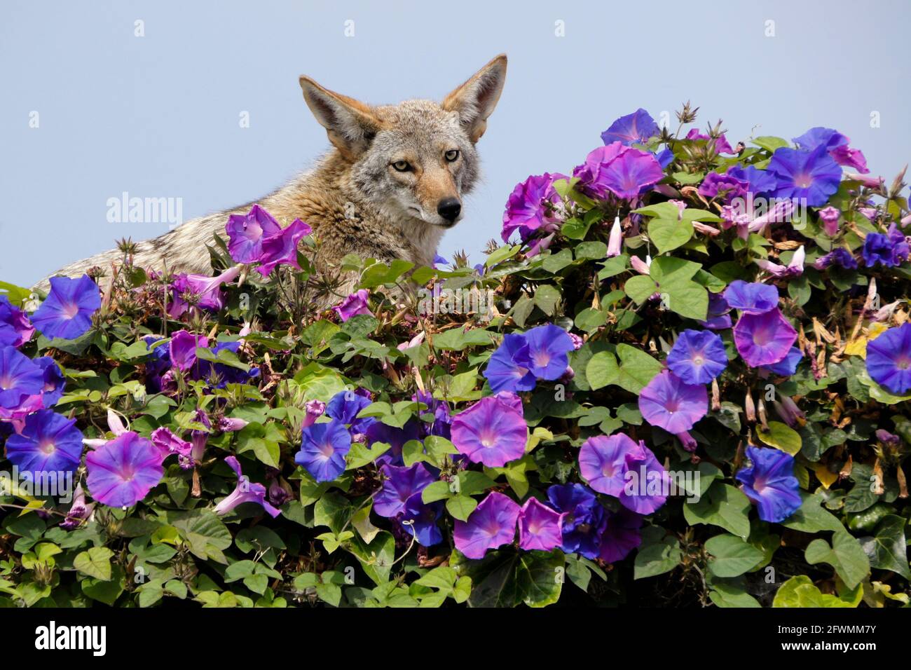 Coyote descansando en la parte superior de la pared cubierta de glorias matutinas, Huntington Beach, Condado de Orange, California Foto de stock