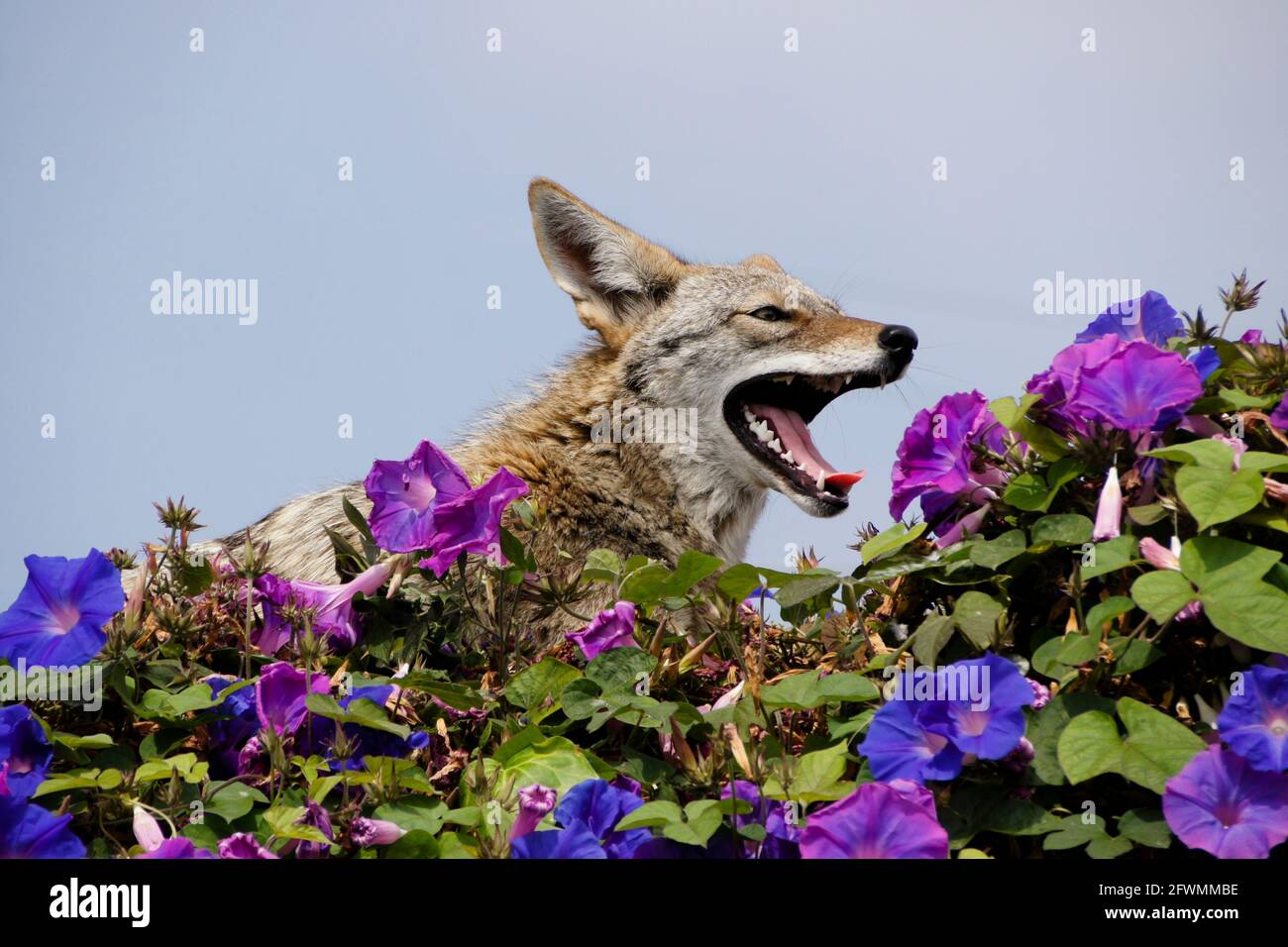 Coyote descansando (y bostezando) en la parte superior de la pared cubierta de glorias matutinas, Huntington Beach, Condado de Orange, California Foto de stock