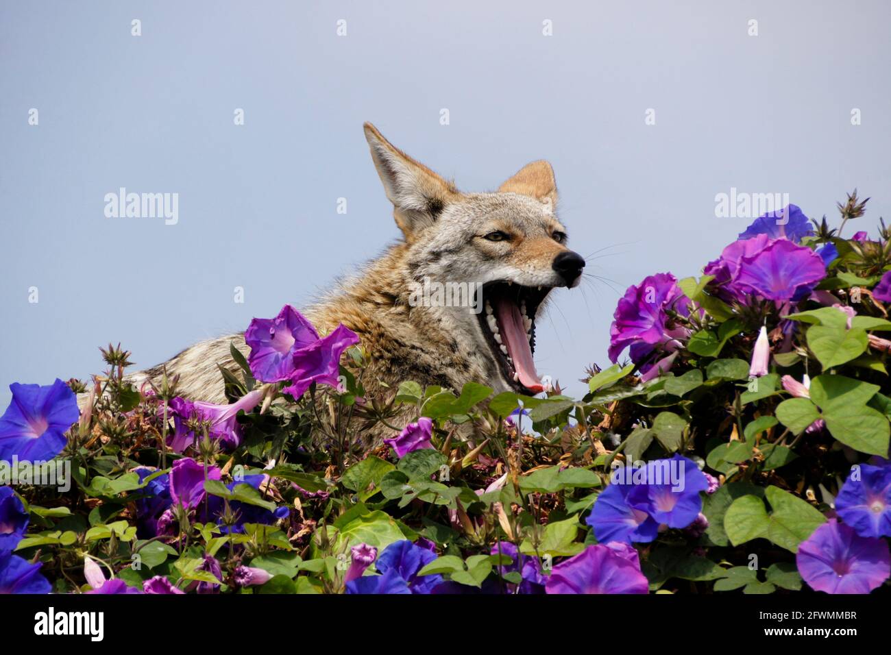 Coyote descansando (y bostezando) en la parte superior de la pared cubierta de glorias matutinas, Huntington Beach, Condado de Orange, California Foto de stock