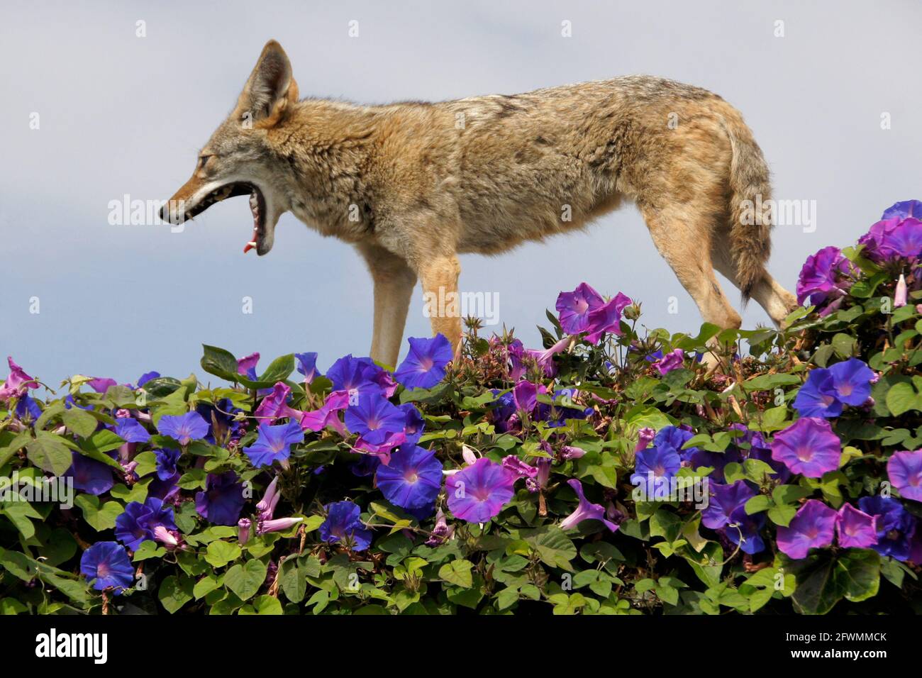 Coyote de pie (y bostezando) en la parte superior de la pared cubierta de glorias matutinas, Huntington Beach, Condado de Orange, California Foto de stock