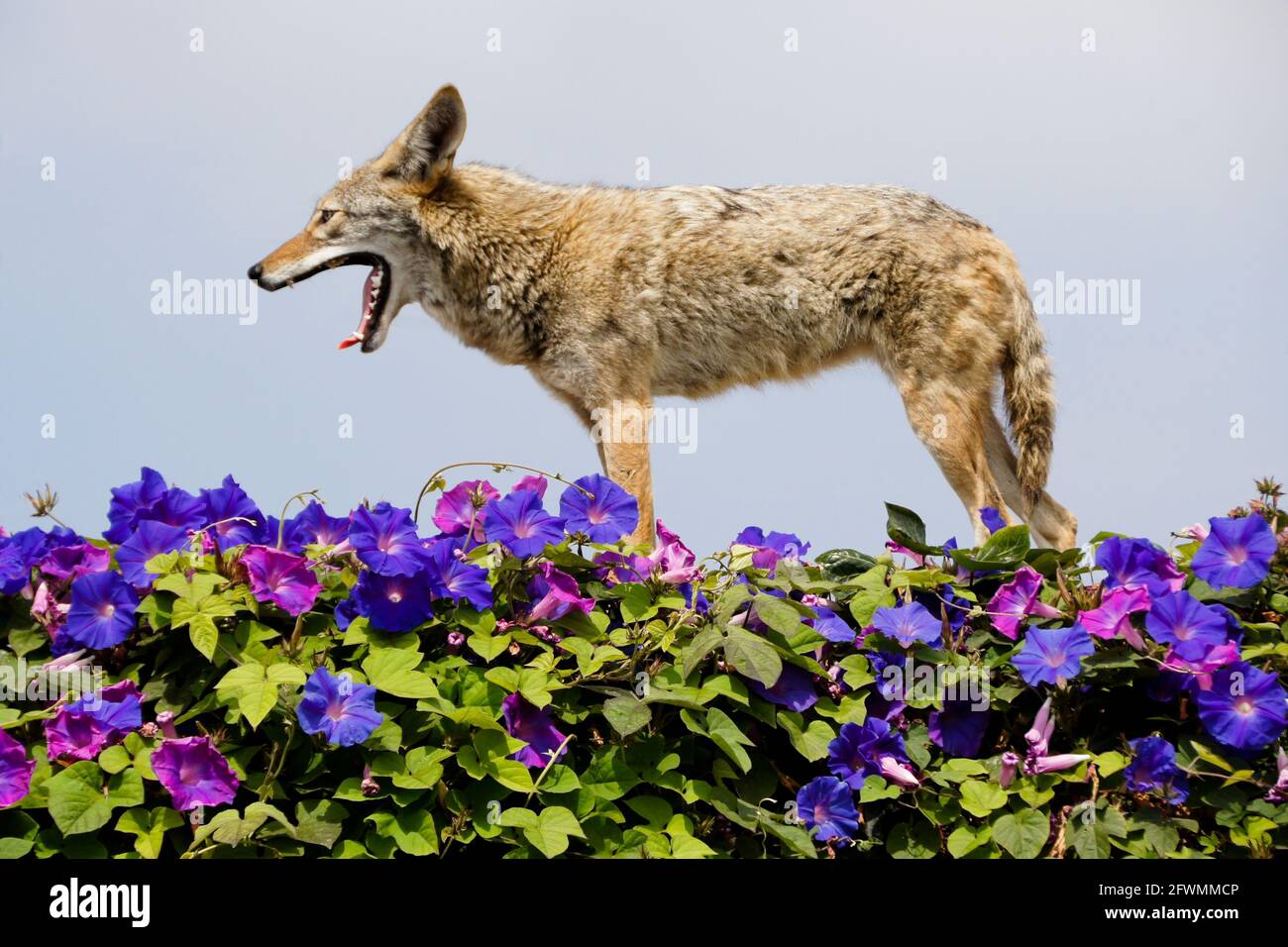 Coyote de pie (y bostezando) en la parte superior de la pared cubierta de glorias matutinas, Huntington Beach, Condado de Orange, California Foto de stock