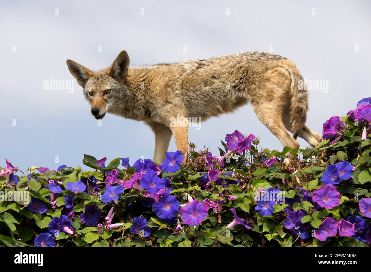 Coyote de pie en la parte superior de la pared cubierta de glorias matutinas, Huntington Beach, Condado de Orange, California Foto de stock