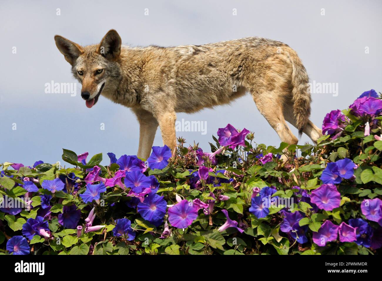 Coyote de pie en la parte superior de la pared cubierta de glorias matutinas, Huntington Beach, Condado de Orange, California Foto de stock