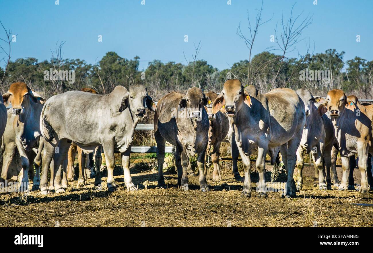El ganado Brahman se rebaño en el cinturón sur de Brigalow, región de Maranoa, Queensland central, Australia Foto de stock