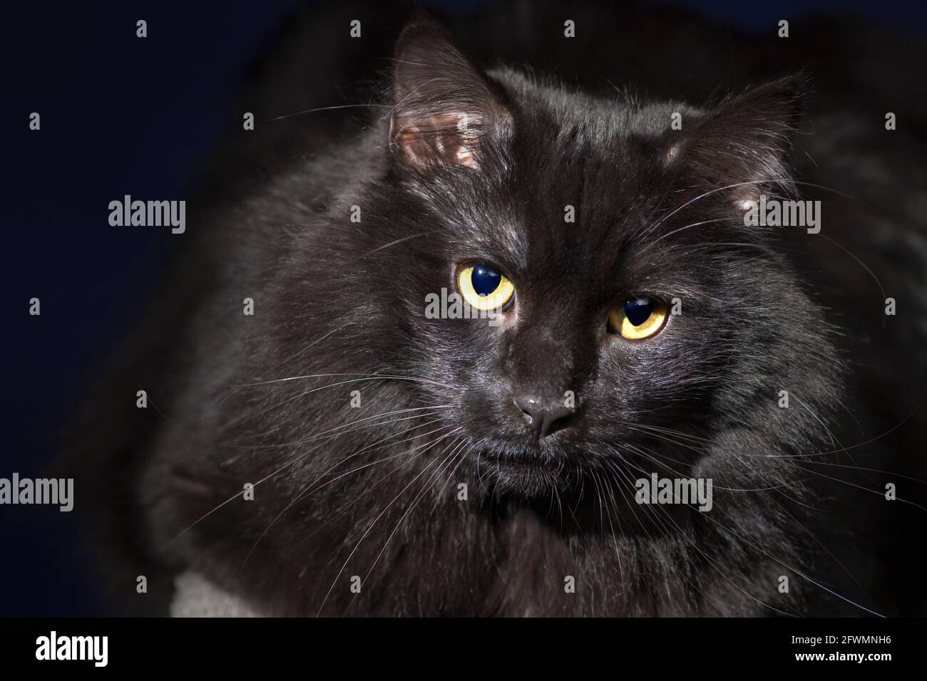 Adorable dulce primer plano retrato de un gato negro de pelo largo. Foto de stock