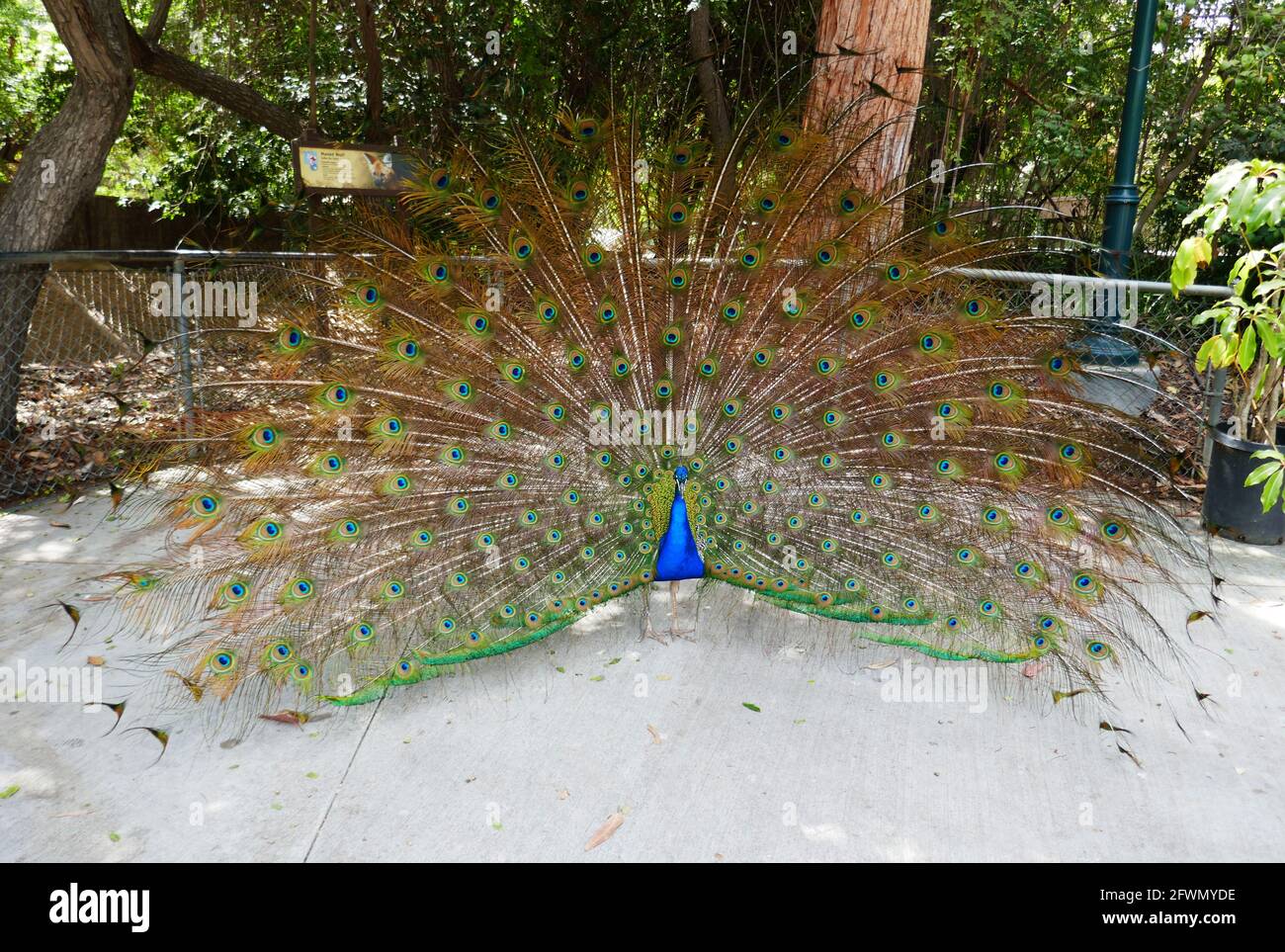 Los Ángeles, California, EE.UU. 20th de mayo de 2021 Una vista general de la atmósfera de Peacock en Los Angeles Zoo, Que cerró el 13 de marzo de 2020 al 26 de agosto de 2020 debido a una pandemia y luego cerró el 7 de diciembre de 2020 y reabrió el 16 de febrero de 2021 debido al coronavirus Covid-19 Pandemic, mostrado aquí el 20 de mayo de 2021 en Los Angeles, California, Estados Unidos. El Aviario ha cerrado desde marzo de 2020 y acaba de reabrir sus puertas para los visitantes. Foto por Barry King/Alamy Foto de Stock Foto de stock