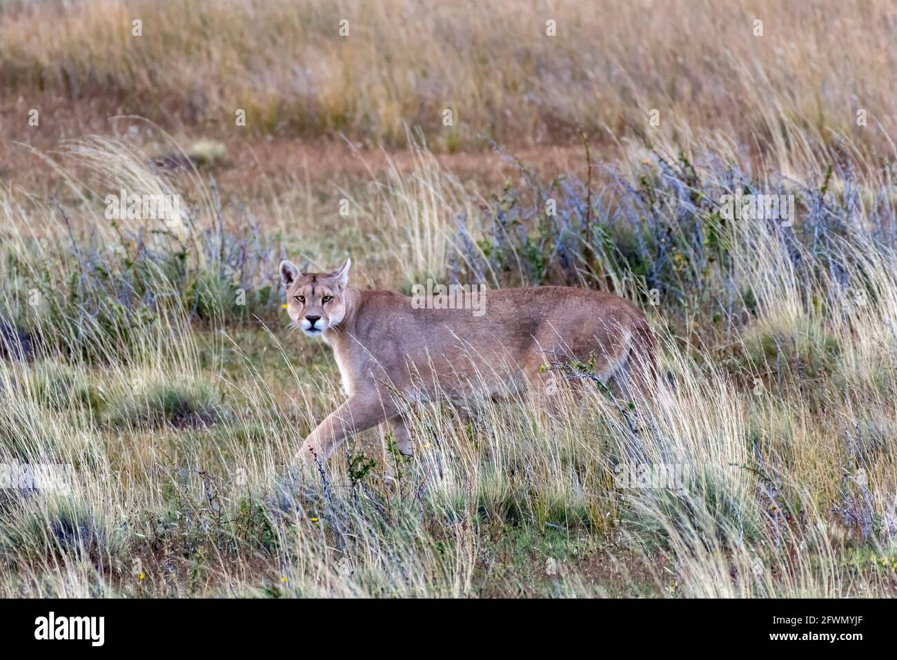 Puma hembra me mancha a mí y a mi cámara, Lago Sarmiento, Patagonia  Fotografía de stock - Alamy