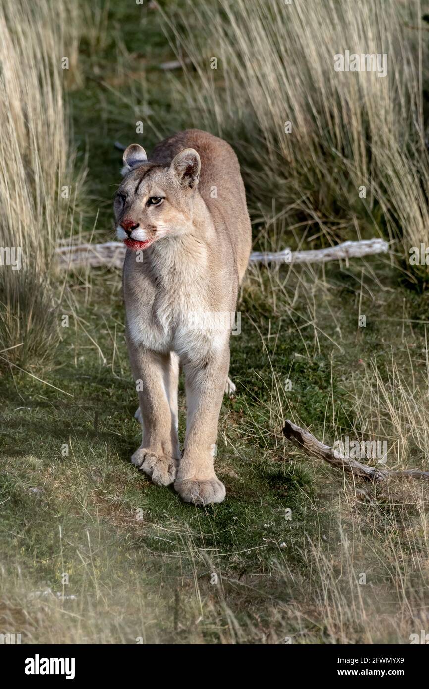 Puma en hierba alta fotograf as e im genes de alta resoluci n Alamy