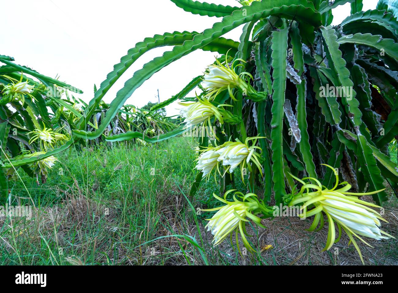 Planta de pitaya fotografías e imágenes de alta resolución - Página 10 -  Alamy