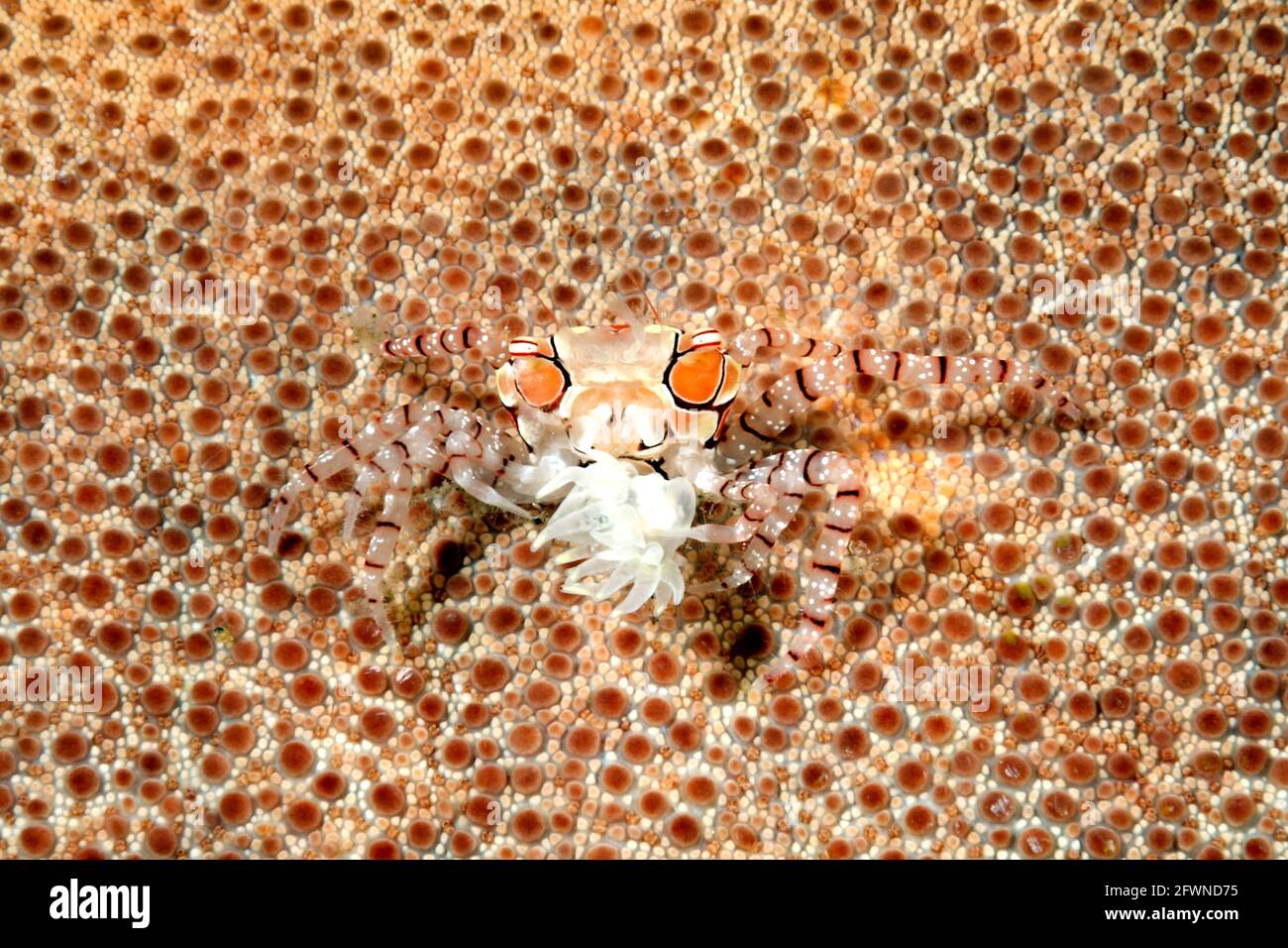 Cangrejo boxeador o Pom Pom Crab, Lybia tessellata camuflada en una estrella de mar y llevando una anémona en su garra. Tulamben, Bali, Indonesia. Bali Sea, Foto de stock