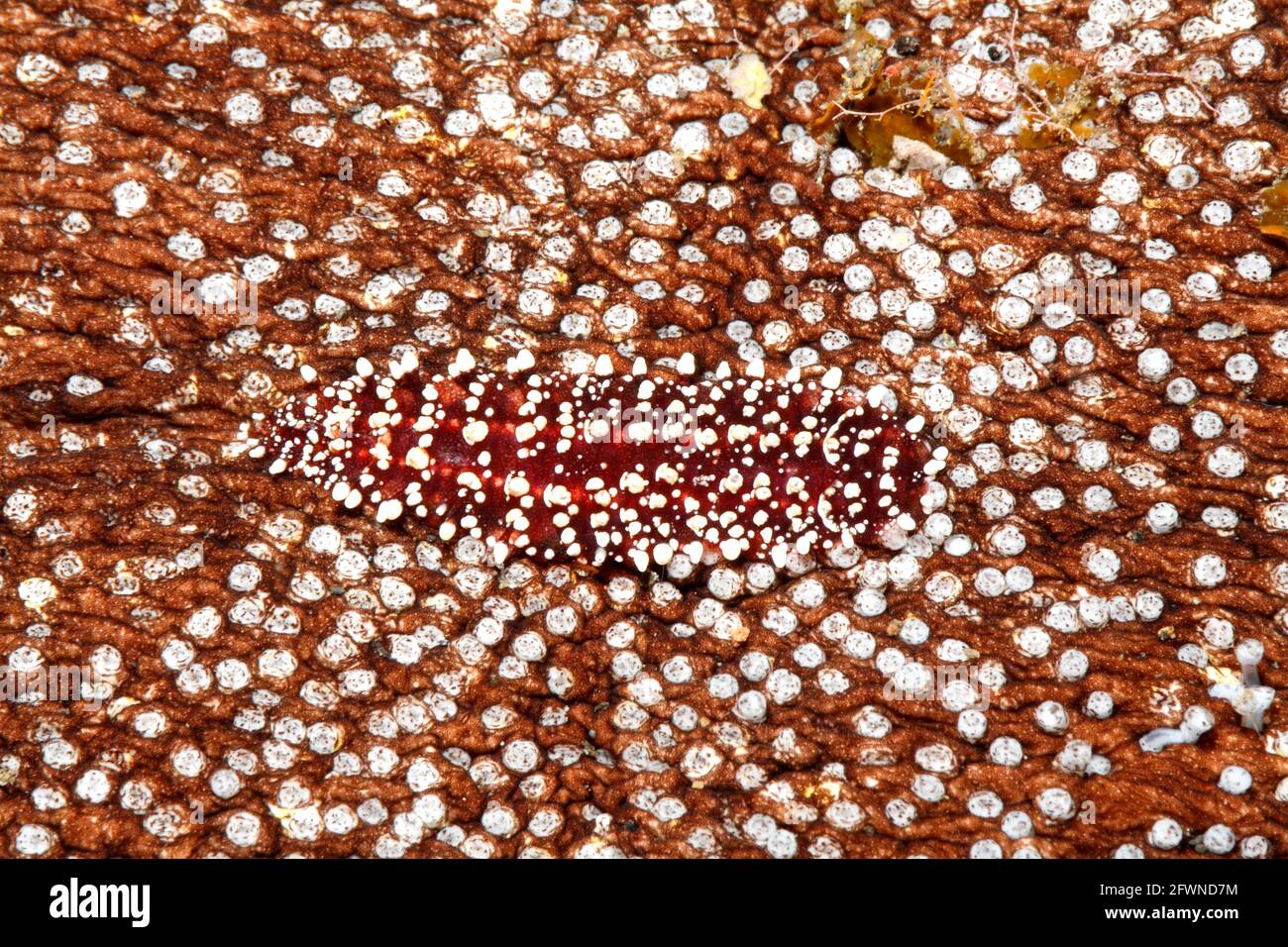 Gusano de escala polinoidea, carlae de astofilia, viviendo debajo de un pepino marino. Tulamben, Bali, Indonesia. Mar de Bali, Océano Índico Foto de stock