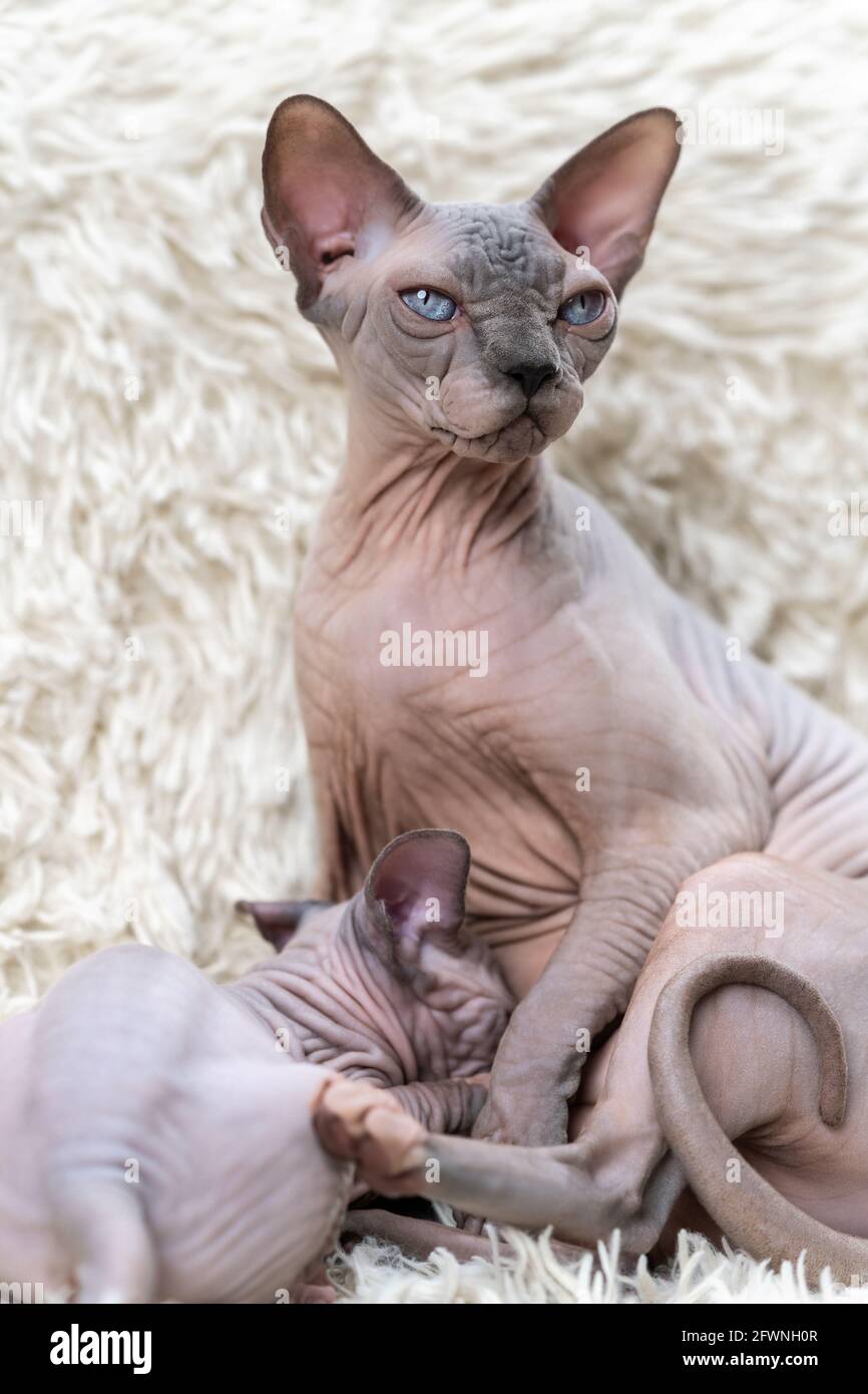 Gato Esfinge canadiense mami sentado y amamantando gatito sin pelo sobre  fondo de alfombra blanca con pila larga. Maternidad, familia felina feliz  Fotografía de stock - Alamy