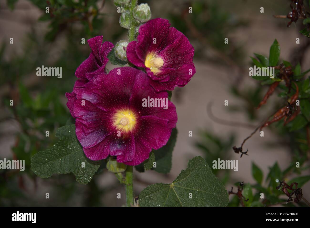 Alcea rosea, el hollyhock común, es una planta ornamental con flores de  dicot perteneciente a la familia Malvaceae Fotografía de stock - Alamy