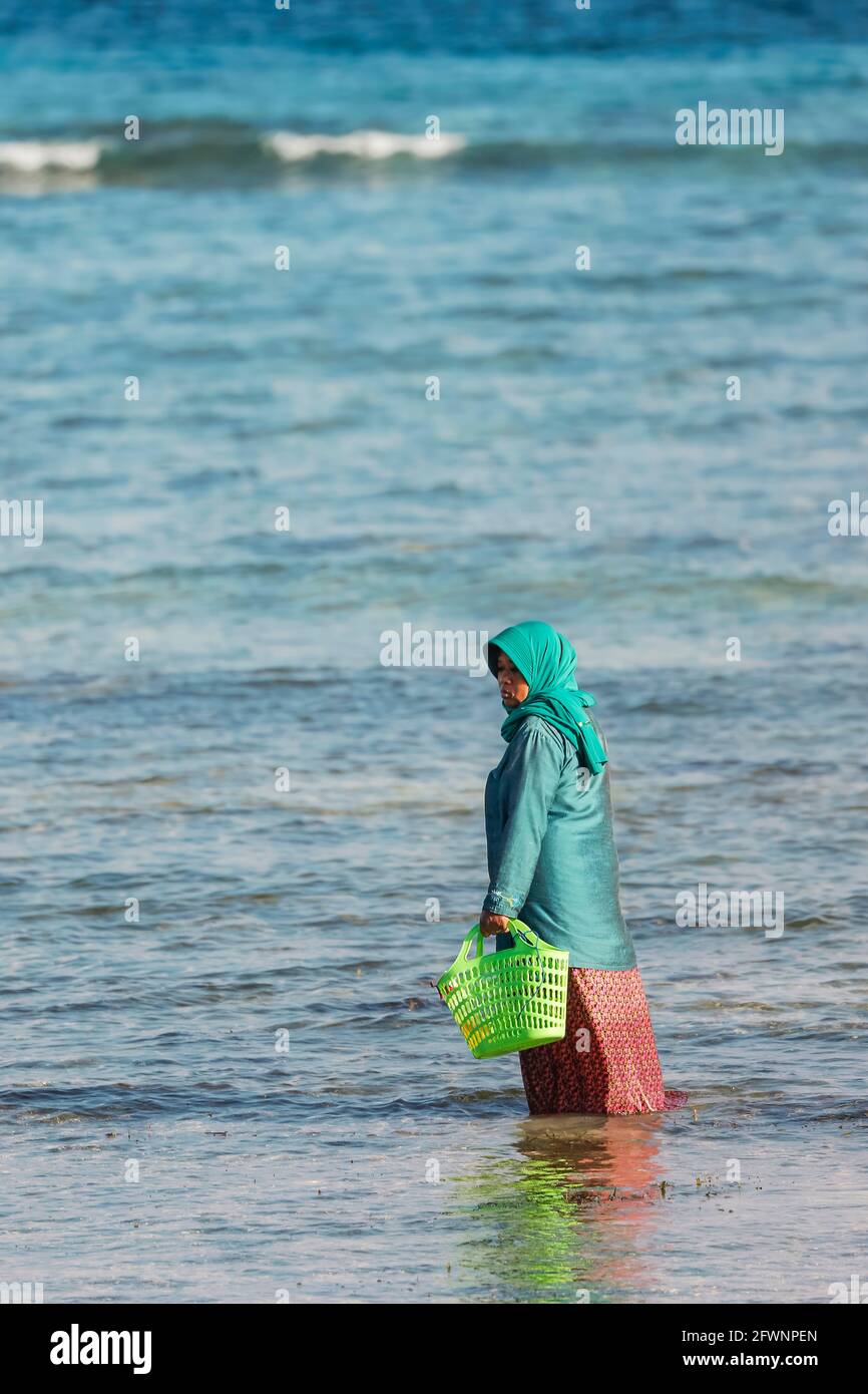 Mujer local que cosecha algas marinas del mar en esta hermosa playa de la ciudad turística del lejano sur; Tanjung Bira, Sulawesi del sur, Indonesia Foto de stock
