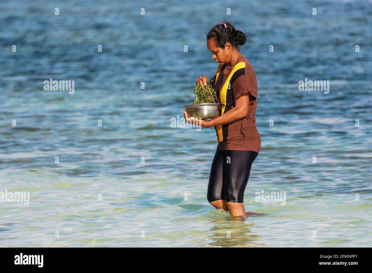 Mujer local que cosecha algas marinas del mar en esta hermosa playa de la ciudad turística del lejano sur; Tanjung Bira, Sulawesi del sur, Indonesia Foto de stock