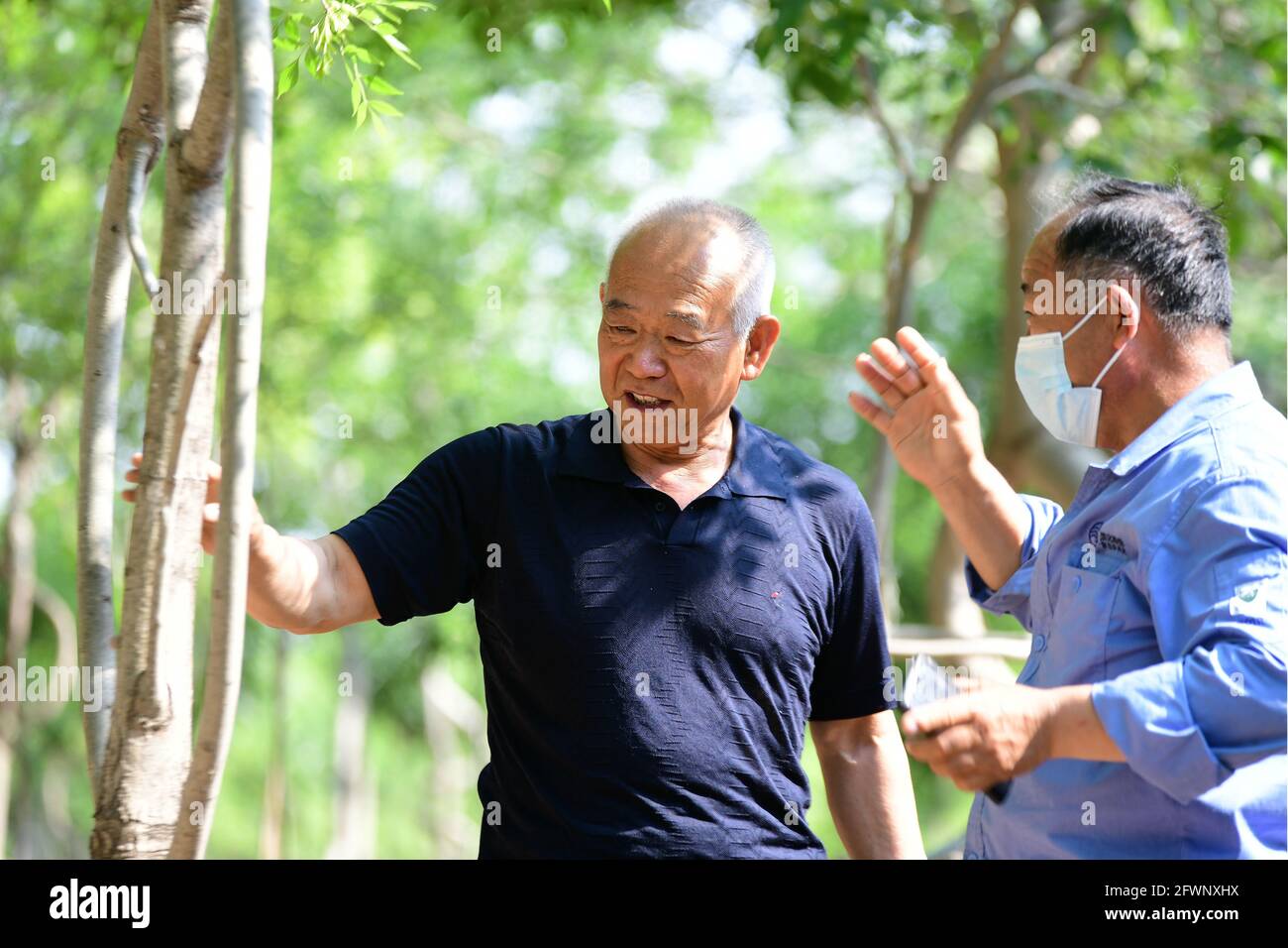 24 de mayo de 2021, Binzhou, Binzhou, China: El 23 de mayo de 2021, un Han Wang Guangde, de 64 años de edad, en el condado de Wudi, ciudad de Binzhou, provincia de Shandong, lleva 12 años desarrollando el ''Árbol Extraño''. En su mano, hay cientos de árboles extraños de diversas clases. Estos árboles son todos extraños en forma y únicos en forma. Wang Guangde desarrolló y cultivó a través de tecnología de injerto, tecnología de tejido de red y otras tecnologías. Hay más de 300 árboles extraños desarrollados por él, y un peculiar jardín forestal se ha formado en su granja forestal. (Imagen de crédito: © SIPA Asia via ZUMA Wire) Foto de stock