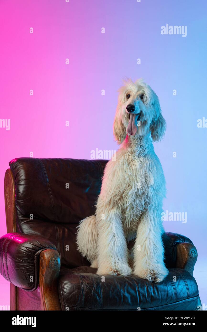 Retrato de un gran perro afgano, de raza pura sentado en un sillón aislado  sobre fondo blanco rosa degradado Fotografía de stock - Alamy