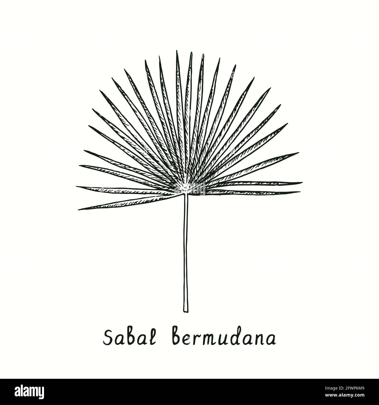 Hoja sabal bermudana. Dibujo de fideos en blanco y negro con tinta en estilo de corte de madera. Foto de stock
