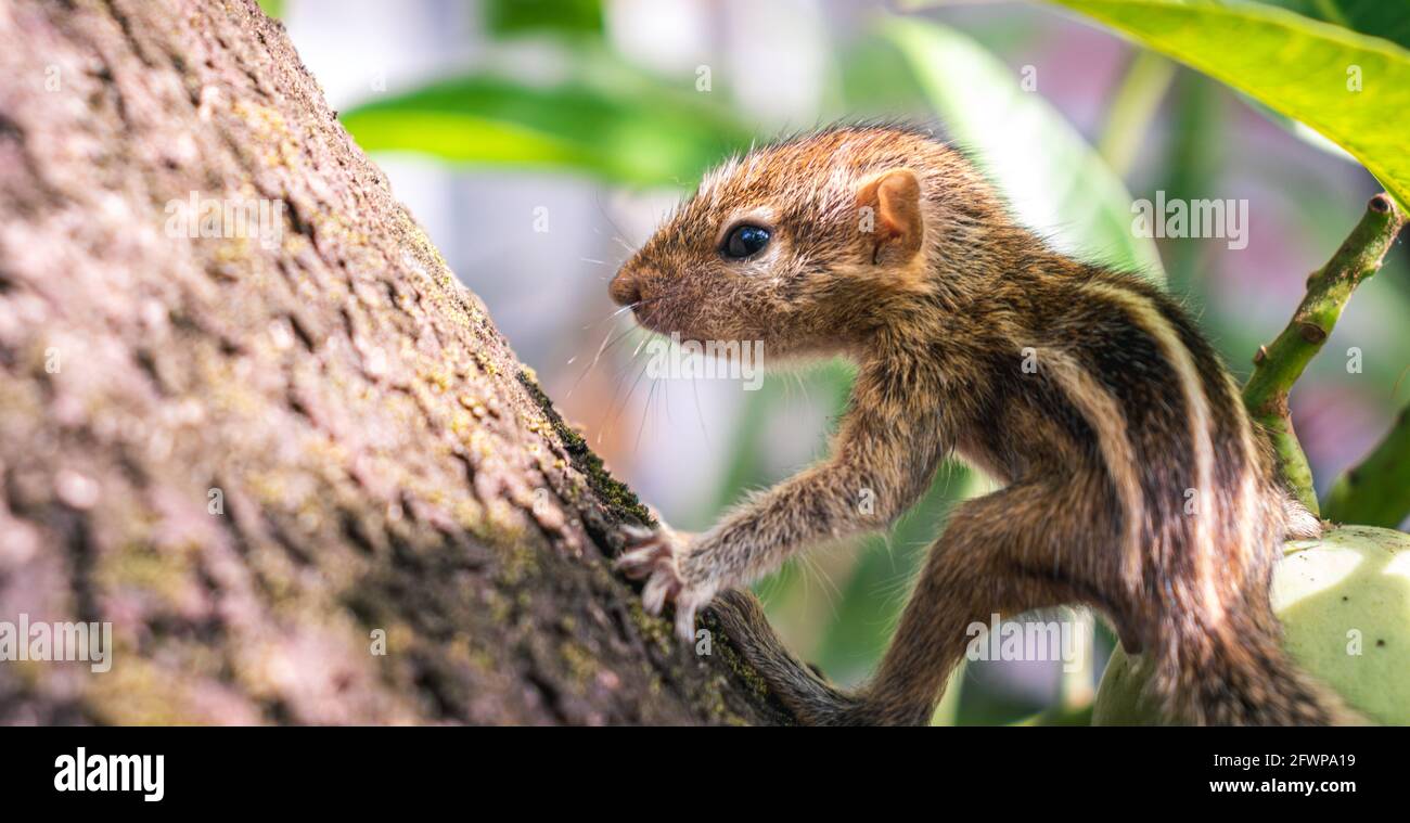 Lindo y adorable bebé recién nacido con squirrel deshuesado se aferran a un  gran árbol de mango, tres rayas en la espalda, y piel peluda. Primer plano  con Fotografía de stock -