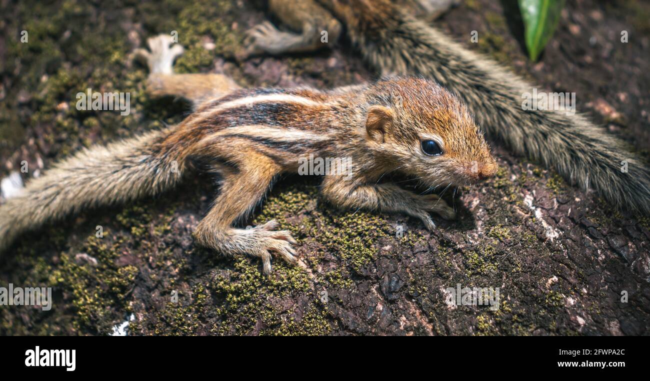 Dime Fatídico Ficticio Ardilla bebé hambriento fotografías e imágenes de alta resolución - Alamy