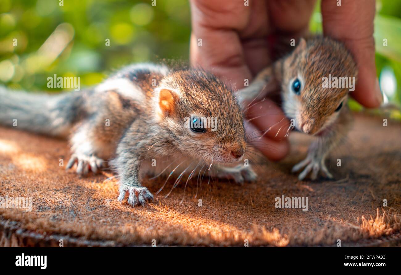 Cuidando de dos bebés recién nacidos abandonados de ardilla. Recogiendo lindo hermano menor por el cuidador, lindo y cudly bebé ardillas, inocencia y. Foto de stock