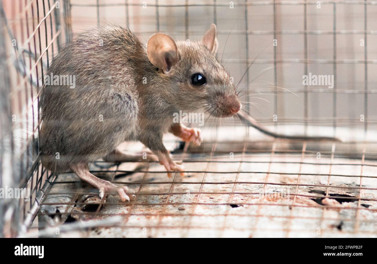 Rata de la casa atrapada en el interior y acorralada en una jaula de malla de metal. Concepto de miedo y control de plagas. Foto de stock