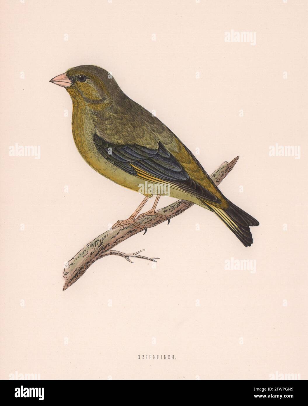 Greenfinch. Morris's British Birds. Estampado de color antiguo de 1870 años Foto de stock