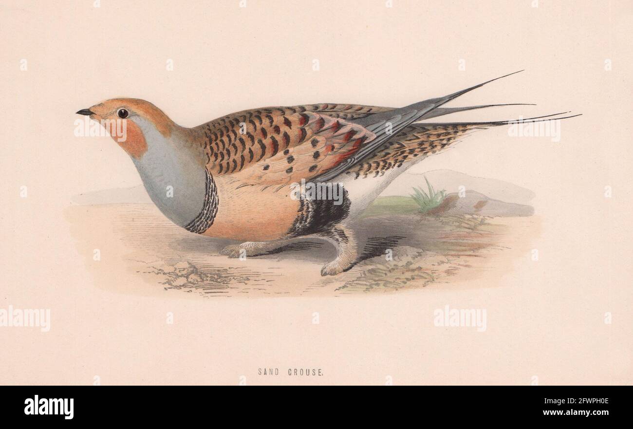 Guse de arena. Morris's British Birds. Estampado de color antiguo de 1870 años Foto de stock