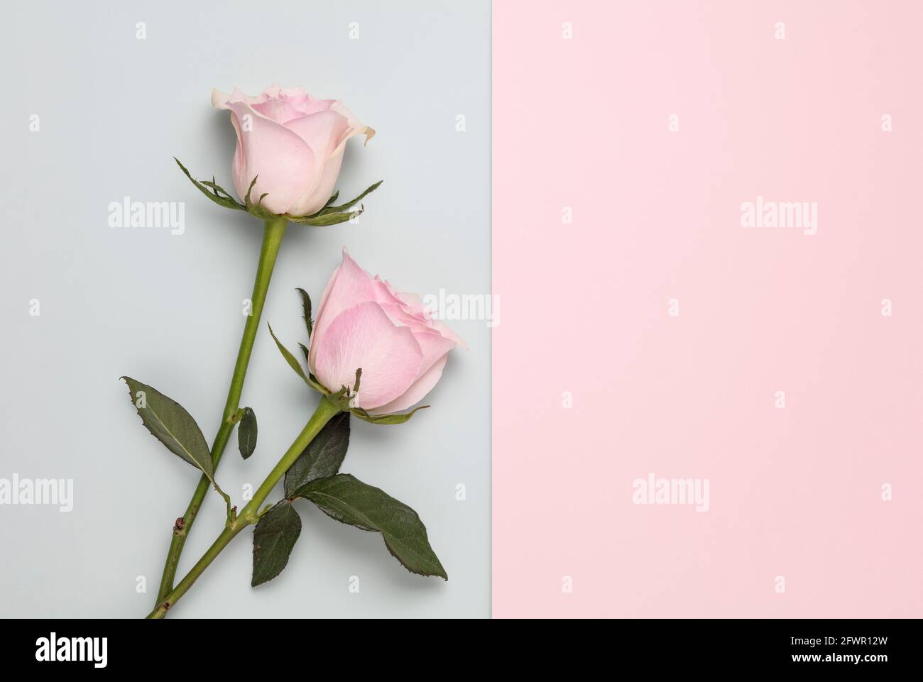 Dos rosas rosadas sobre fondo de color duo liso Foto de stock