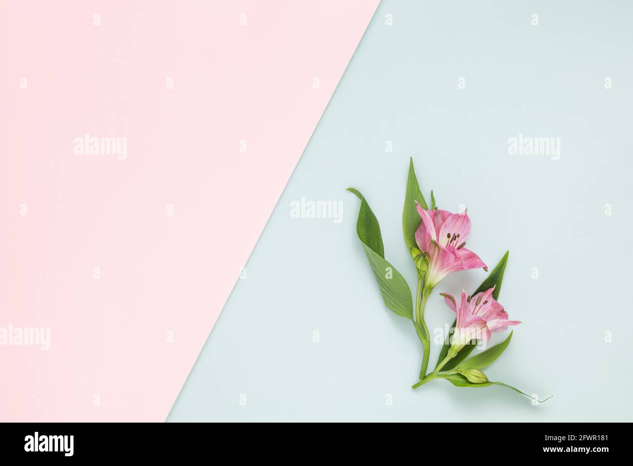 Alstroemerias en papel normal rosa y azul claro con copia espacio Foto de stock