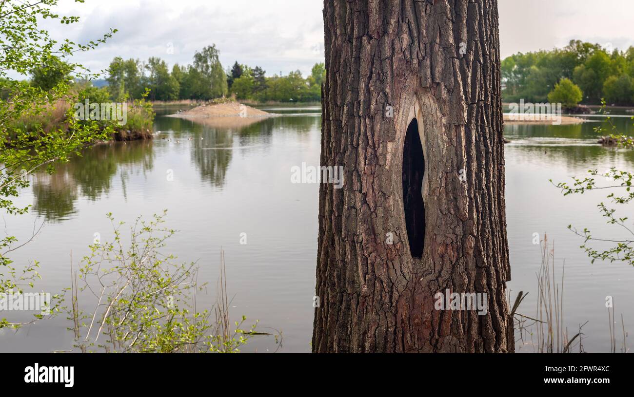 un tronco de árbol con una cavidad, en la orilla de un estanque Foto de stock