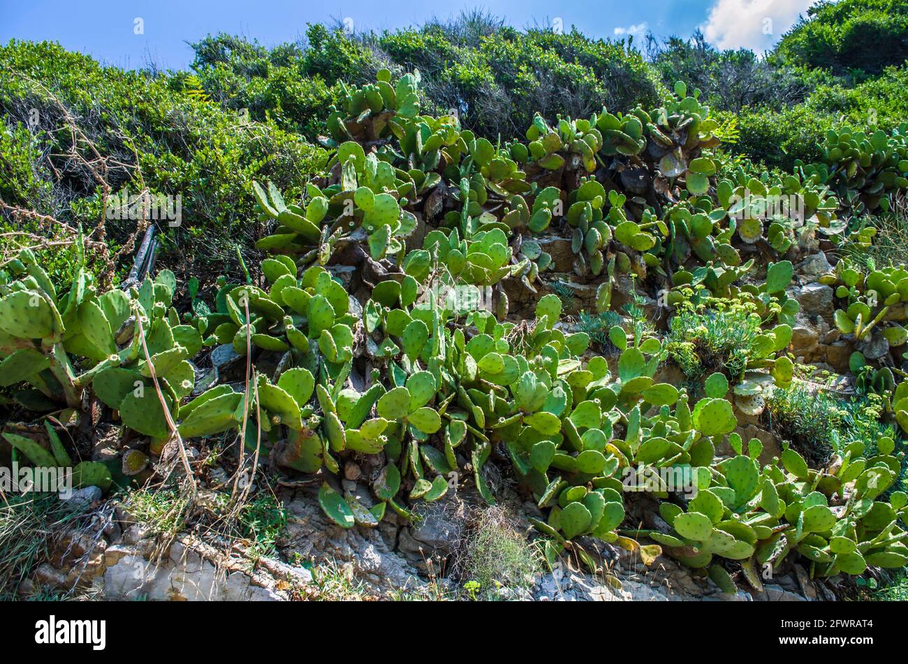 Cactus de pera pickly en las laderas de Montenegro. Paisaje natural floral foto. Foto de stock