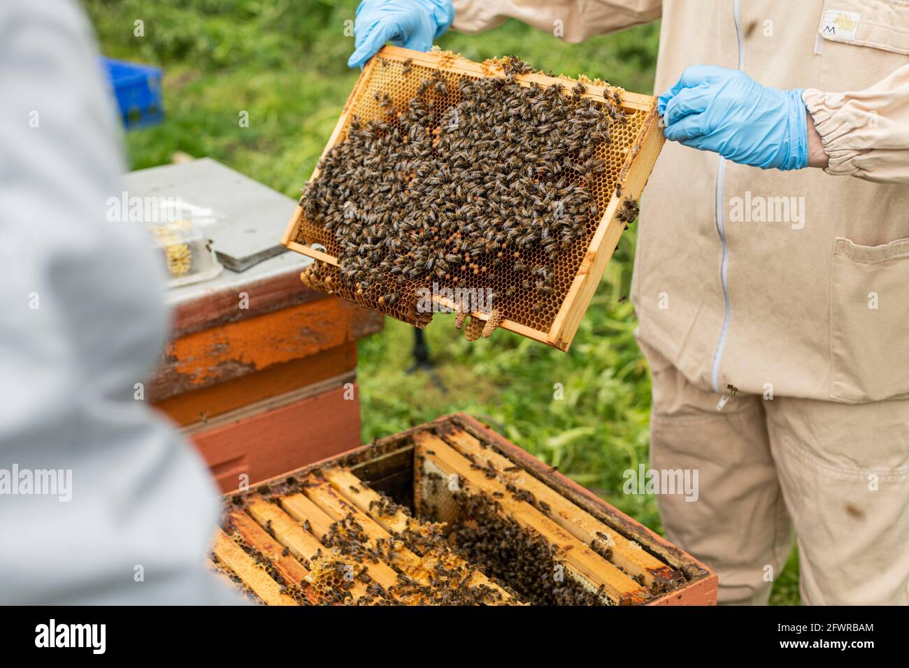 Traje protector de abeja Imágenes recortadas de stock - Alamy