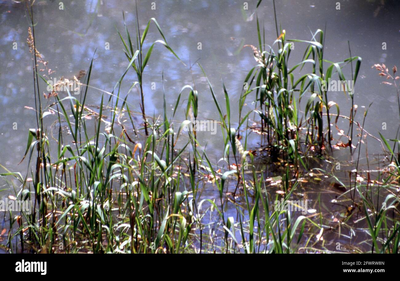 Palude dei Mareschi, Parco Naturale dei laghi di Avigliana, Piemonte, Italia, Val di Susa Foto de stock