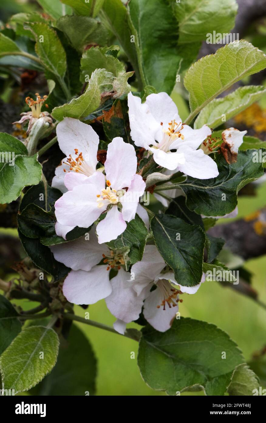 Apple Blossom UK - flores de la variedad de manzana Apple Roxbury Russet en primer plano en primavera; Suffolk Reino Unido Foto de stock