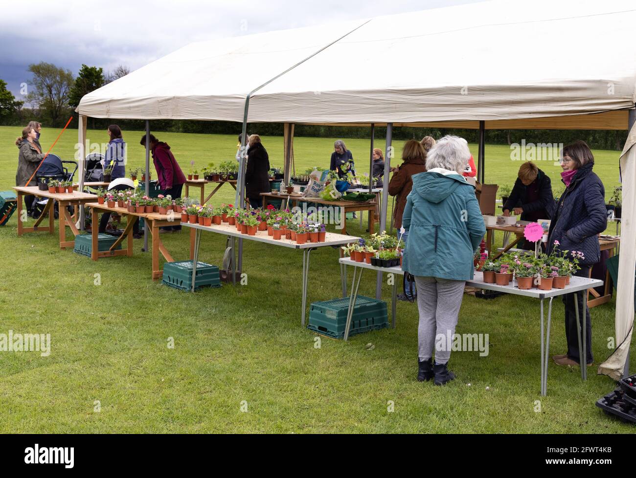 Venta local de plantas en el Reino Unido; la gente que compra plantas en la venta de plantas en el pueblo, Sketchworth, este Cambridgeshire Reino Unido Foto de stock