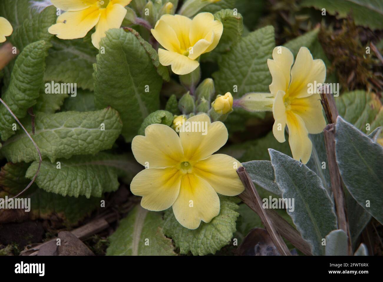 Flores amarillas de Primrose, Primula vulgaris, floreciendo en primavera Foto de stock