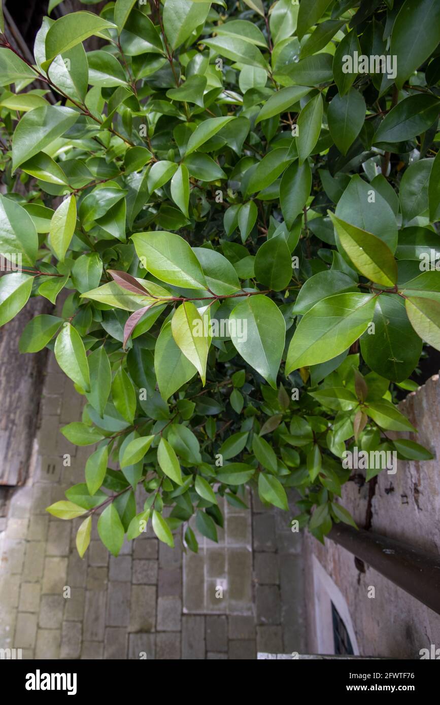 Laurel de cereza Una especie de Prunus, también conocido como laurel