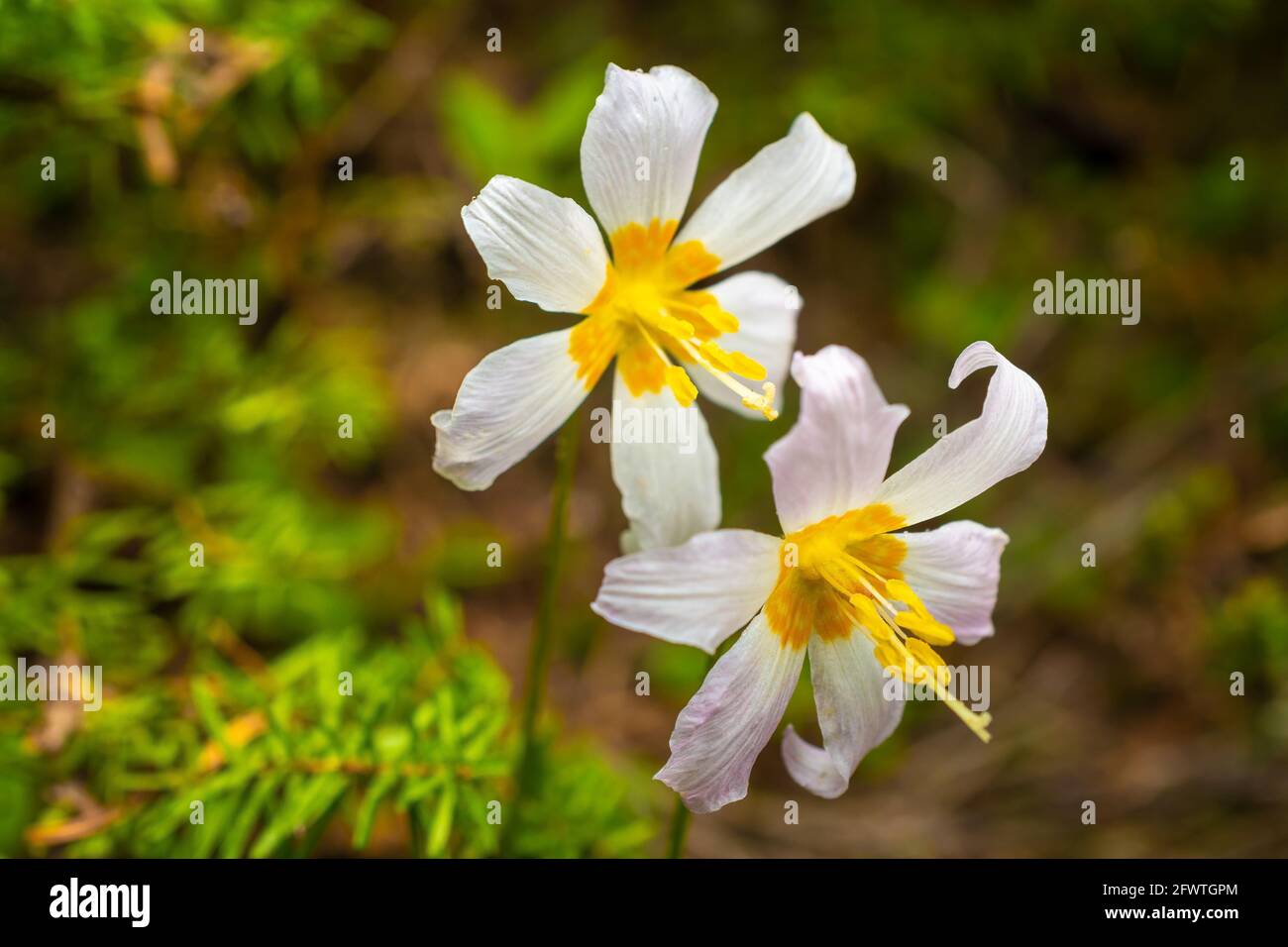 El Oregon Fawn Lilly, también conocido como el Gigante Blanco Fawn Lilly, el Gigante Adder's-Lengua o Trut Lilly. Nombre botánico - Erythronium Oregonum Foto de stock