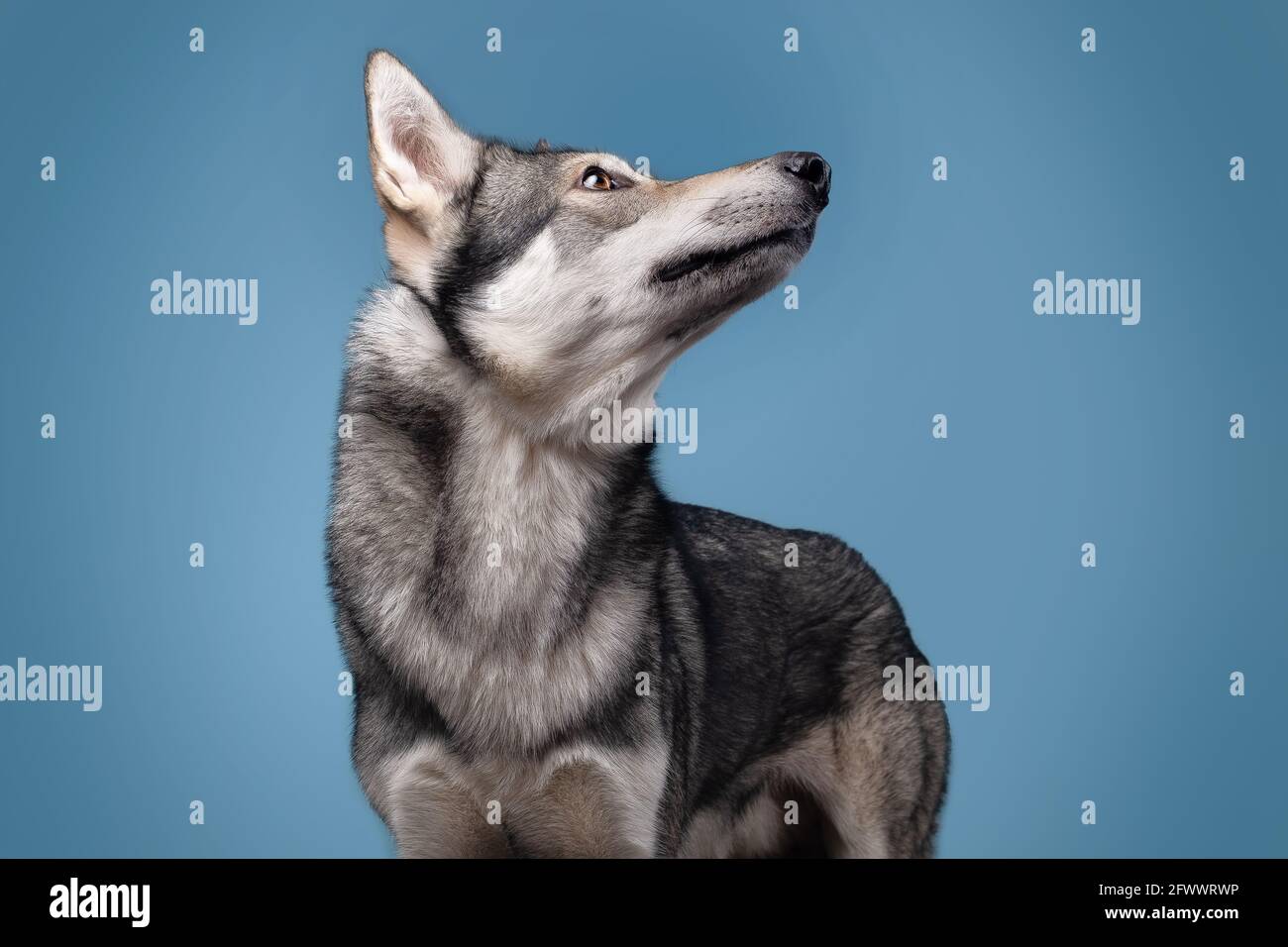 El hermoso perro lobo de Saarlos Foto de stock