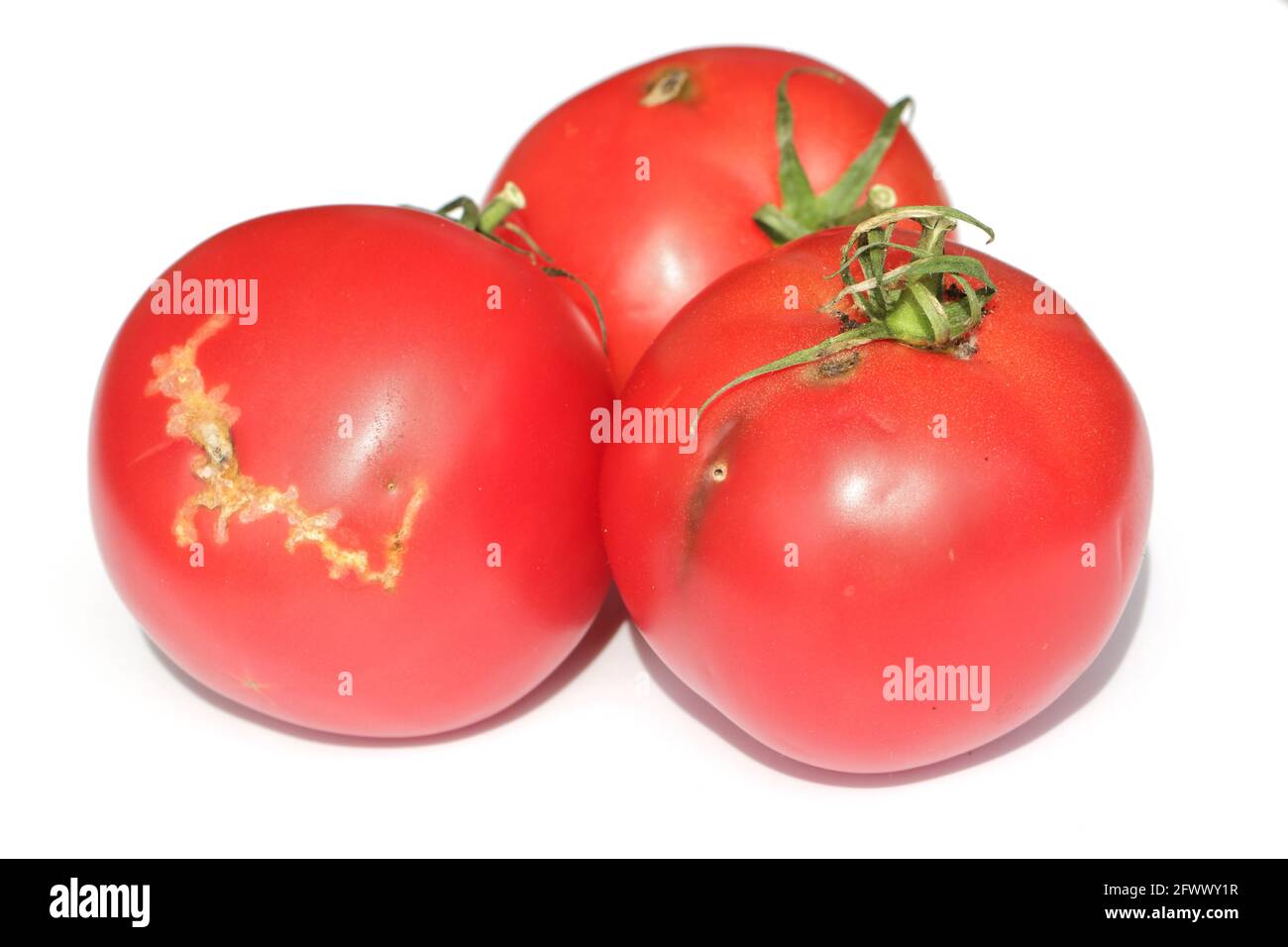 Tomates dañados por orugas de hojalata de tomate también llamado gusano de tomate o polilla de tomate sudamericana - Tuta absoluta (nombre latino). Foto de stock