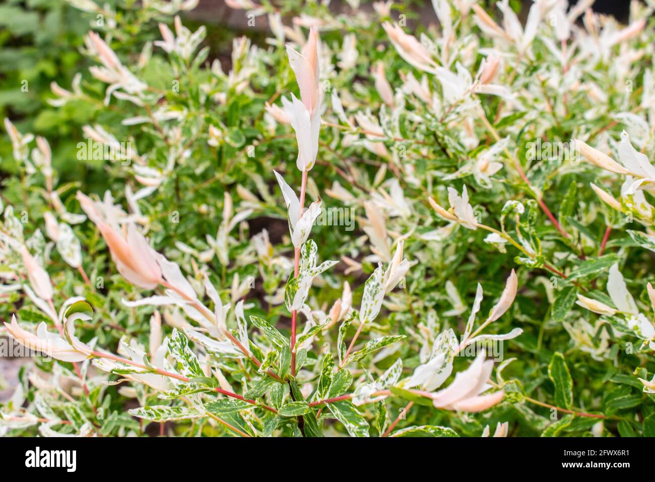 Salix integra es una especie de sauce nativo del noreste de China, Japón, Corea Foto de stock