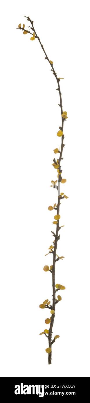 Abedul enano, Betula nana en colores otoñales aislados sobre fondo blanco Foto de stock